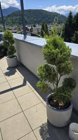 Pflanzen Garten Riesenzypresse 2 Stk inkl Topf Bild 6