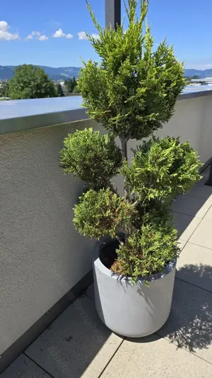 Pflanzen Garten Riesenzypresse 2 Stk inkl Topf Bild 7