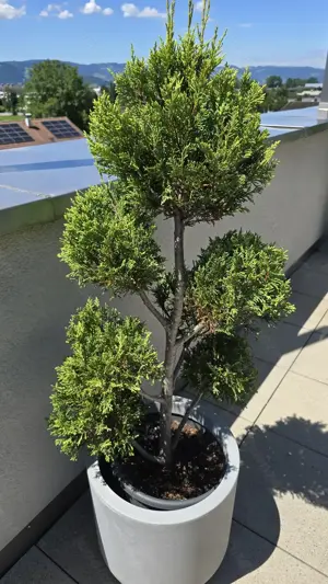 Pflanzen Garten Riesenzypresse 2 Stk inkl Topf Bild 8