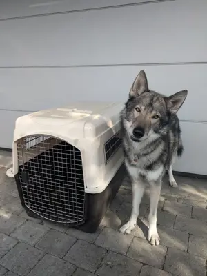 Hundebox Transportbox groß