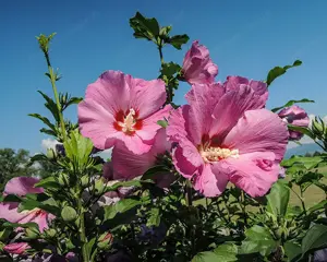 Hibiskus im Topf 1,30 Meter hoch, rot oder blau  Bild 4