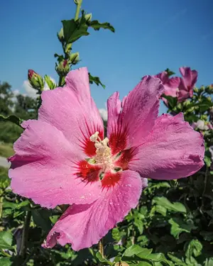Hibiskus im Topf 1,30 Meter hoch, rot oder blau  Bild 3