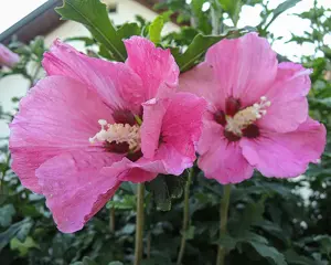 Hibiskus im Topf 1,30 Meter hoch, rot oder blau  Bild 2