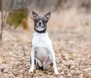 Geselliger Peter sucht dich ... Bild 5