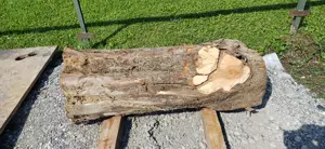 Apfelbaum Baumstamm Holz