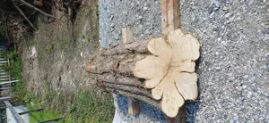 Apfelbaum Baumstamm Holz Bild 2