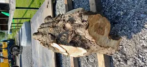 Apfelbaum Baumstamm Holz Bild 3