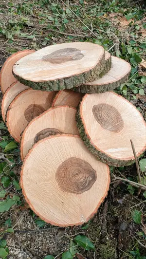 Holzscheiben Natur Deko Gesteck Basteln DIY Bild 4