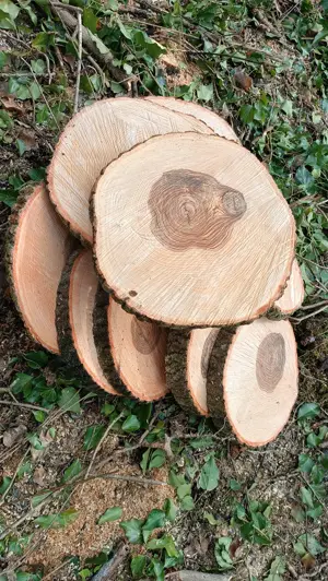 Holzscheiben Natur Deko Gesteck Basteln DIY Bild 6