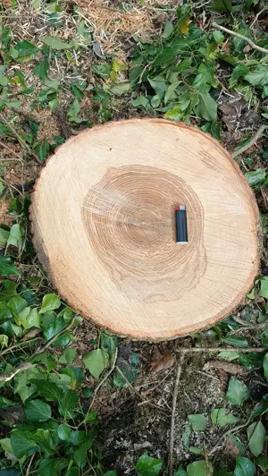 Holzscheiben Natur Deko Gesteck Basteln DIY Bild 10