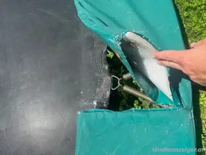 Trampolin Inground BERG Champion 380 In Bild 5