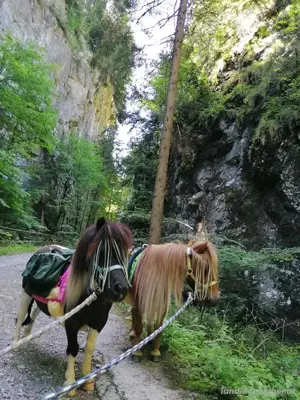 Biete Ponytrekking  Bild 3