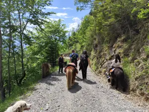 Biete Ponytrekking  Bild 5