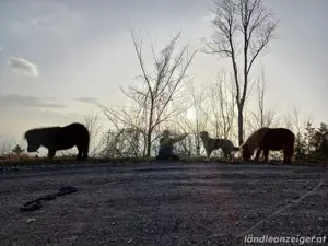 Biete Ponytrekking  Bild 4