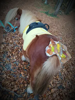 Reitpädagogik   Individuell & Flexibel für dein Kind