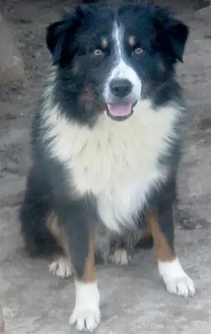 Gula wartet auf SEIN neues Zuhause Bild 2