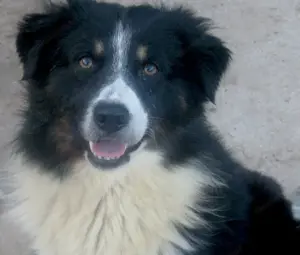 Gula wartet auf SEIN neues Zuhause Bild 5