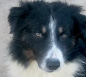 Gula wartet auf SEIN neues Zuhause Bild 6