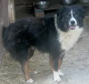 Gula wartet auf SEIN neues Zuhause Bild 3