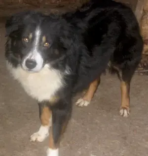 Gula wartet auf SEIN neues Zuhause