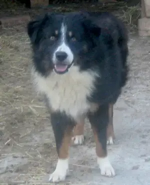 Gula wartet auf SEIN neues Zuhause Bild 4