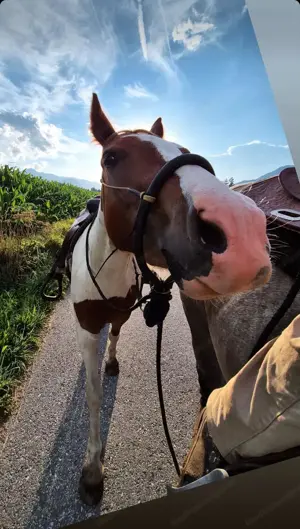 verlässliche langfristige Zweitreiterin gesucht Bild 4