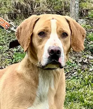 Bosko möchte SEINE Familie glücklich machen Bild 4