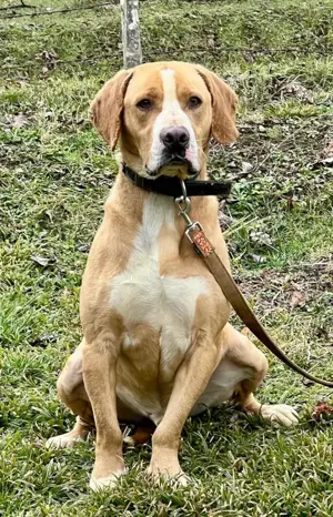 Bosko möchte SEINE Familie glücklich machen Bild 3