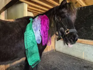 Geburtstag mit Hufgetrappel? Bild 2