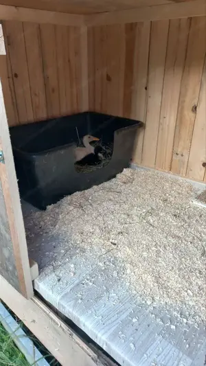 Entenhaus Kleintierhaus Stall Bild 3