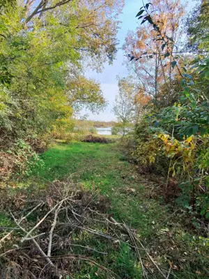 3700 m2 Baugrund Neusiedlersee.Ungarn-Österr.Grenze Bild 2