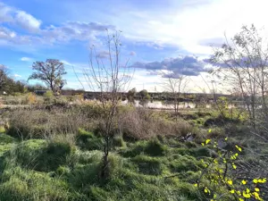3700 m2 Baugrund Neusiedlersee.Ungarn-Österr.Grenze Bild 8