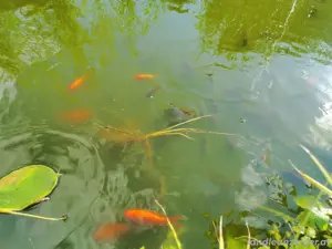 Teichfische  Bild 2