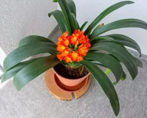 Rosmarin im großenTopf   Bild 2