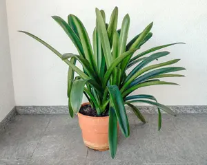 Rosmarin im großenTopf   Bild 5