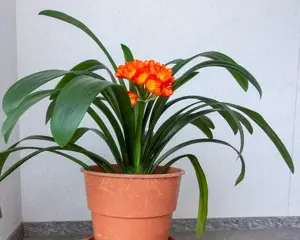 Rosmarin im großenTopf   Bild 4