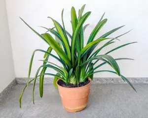 Rosmarin im großenTopf   Bild 3