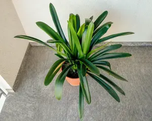 Rosmarin im großenTopf   Bild 6