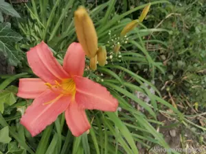 Taglilien zu verschenken 