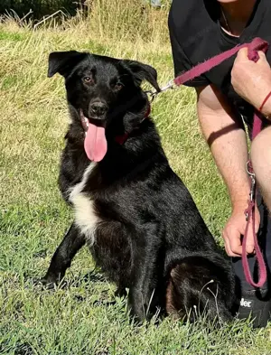 Borso möchte IHR Herz erobern Bild 4