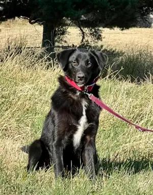 Borso möchte IHR Herz erobern Bild 2