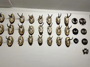 Jagdtrophäen, Hirsch, Gams, Reh, Gehörn , Dekoration  Bild 7