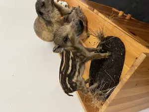 Jagdtrophäen, Hirsch, Gams, Reh, Gehörn , Dekoration  Bild 6