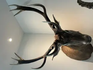Jagdtrophäen, Hirsch, Gams, Reh, Gehörn , Dekoration 