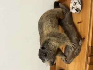 Jagdtrophäen, Hirsch, Gams, Reh, Gehörn , Dekoration  Bild 4