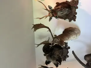 Jagdtrophäen, Hirsch, Gams, Reh, Gehörn , Dekoration  Bild 2