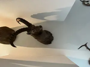 Jagdtrophäen, Hirsch, Gams, Reh, Gehörn , Dekoration  Bild 9