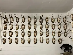 Jagdtrophäen, Hirsch, Gams, Reh, Gehörn , Dekoration  Bild 8