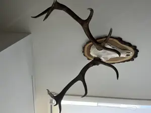 Jagdtrophäen, Hirsch, Gams, Reh, Gehörn , Dekoration  Bild 10