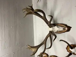 Jagdtrophäen, Hirsch, Gams, Reh, Gehörn , Dekoration  Bild 5